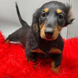 Frankie - Black and tan male Dachshund puppy in Salyersville, Kentucky from Lavendell Dachshunds