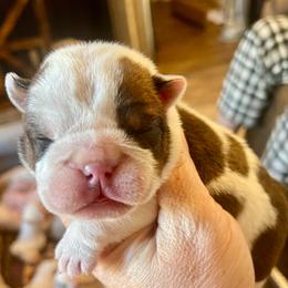 Jerry - Red brindle and white male Bulldog puppy in Seneca, South Carolina from Burrell’s Bulldog Kingdom