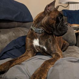 Porter - Brindle Boxer puppy in Yulee, Florida from Bitty's Boxers