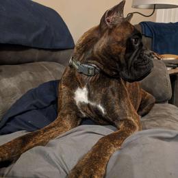 Porter - Brindle Boxer puppy in Yulee, Florida from Bitty's Boxers