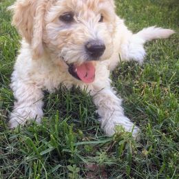 Goldendoodle Puppies from Violet View Iowa Goldendoodles