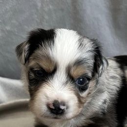 Assorted Doodle Crosses, Maltese, Maltipoos, Morkies, and Toy Australian Shepherds from 4R Aussies & Tiny Paws