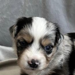 Assorted Doodle Crosses, Maltese, Maltipoos, Morkies, and Toy Australian Shepherds from 4R Aussies & Tiny Paws