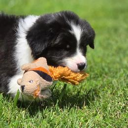 Paddock - Black and white male Border Collie puppy in Olney, Illinois from Heronwood Border Collies