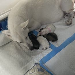 German Shepherd Puppies from Devon Rugerio's German Shepherds