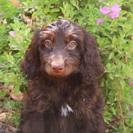 Winnie - Brown and white female Aussiedoodle puppy in Apache Junction, Arizona from Loving Doodle
