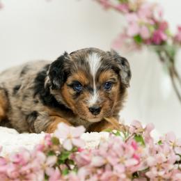 Lulu - Blue merle female Aussiedoodle puppy in Cortez, Colorado from Sassy Pants Pups