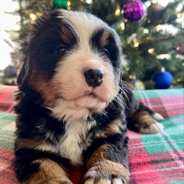 Liesl - Black rust and white female Bernese Mountain Dog puppy in Fitzgerald, Georgia from Southern Charm Bernese