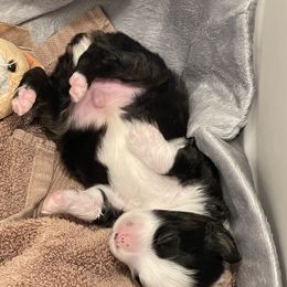 Miniature Australian Shepherd Puppies from Yaw's Mini Aussies