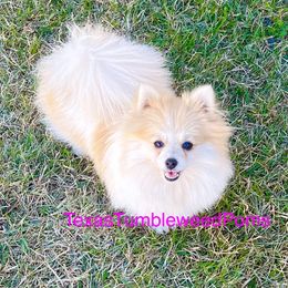 Molly - Pomeranian