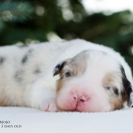 Australian Shepherd Puppies from RemEmber Australian Shepherds
