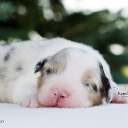Australian Shepherd Puppies from RemEmber Australian Shepherds