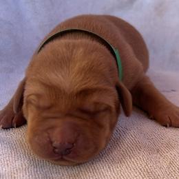 Banks - Yellow male Labrador Retriever puppy in Alcester, South Dakota from R-Team