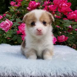American Corgi and Pembroke Welsh Corgi Puppies from Whimsical Treasure Corgis
