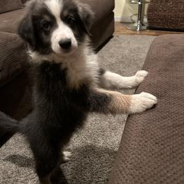 Australian Shepherd Puppies from Lovable Little Aussies