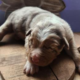 Lunis - Red merle male Australian Shepherd puppy in Cable, Ohio from Resolute Aussies
