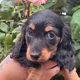 Size - Black and tan female Dachshund puppy in Oregon from SoCo Dachshunds