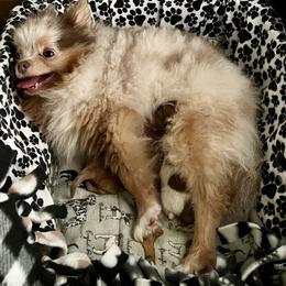 Pomeranian puppies from Hummingbird & Fox