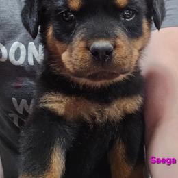 Saega - Black and mahogany female Rottweiler puppy in Tangent, Oregon from Raya's Royals