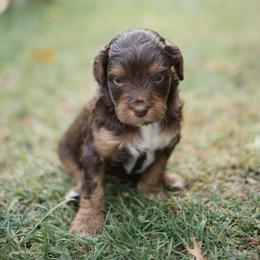 Brew - Tri-color male Cavapoo puppy in Perkasie, Pennsylvania from Little Paws by Harper