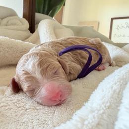 Purple Girl - Brown and white female Bernedoodle puppy in Fort Gibson, Oklahoma from Waggle Doodles