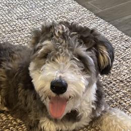 Aussiedoodles, Bordoodles, Corgipoos, and Shihpoos from Sugar Doodles