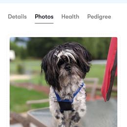 Theo - Black and white male Shih Tzu puppy in Ronda, North Carolina from Willow River