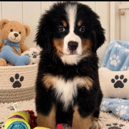 Hans - Tri-color male Bernese Mountain Dog puppy in Yuciapa, California from AlltheDoodlez_