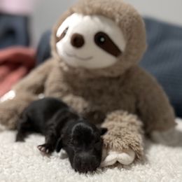 Black and cream brindle - Black and cream male Dachshund puppy in Crestview, Florida from Neverending Dachies