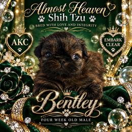 Bentley - Brindle male Shih Tzu puppy in Dallas, Texas from Almost Heaven Shih Tzu
