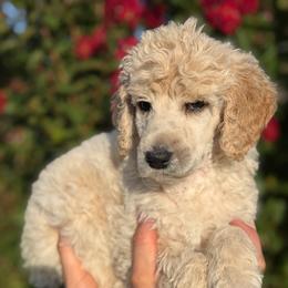 Lily - Cream female Poodle puppy in Midwest City, Oklahoma from Strawberry Hill Puppy Patch