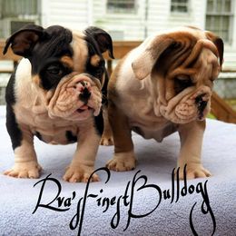 Bulldogs from Rva finest bulldogs