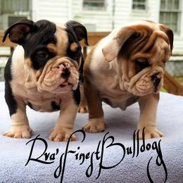 Bulldogs from Rva finest bulldogs