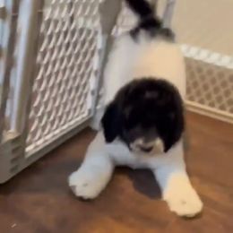 Goldendoodle and Poodle Puppies from Elizabeth Rocha's Doodles