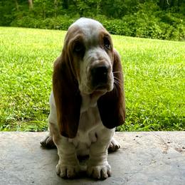 Lucy - Red and white female Basset Hound puppy in Versailles, Indiana from Bedrock Basset Hounds