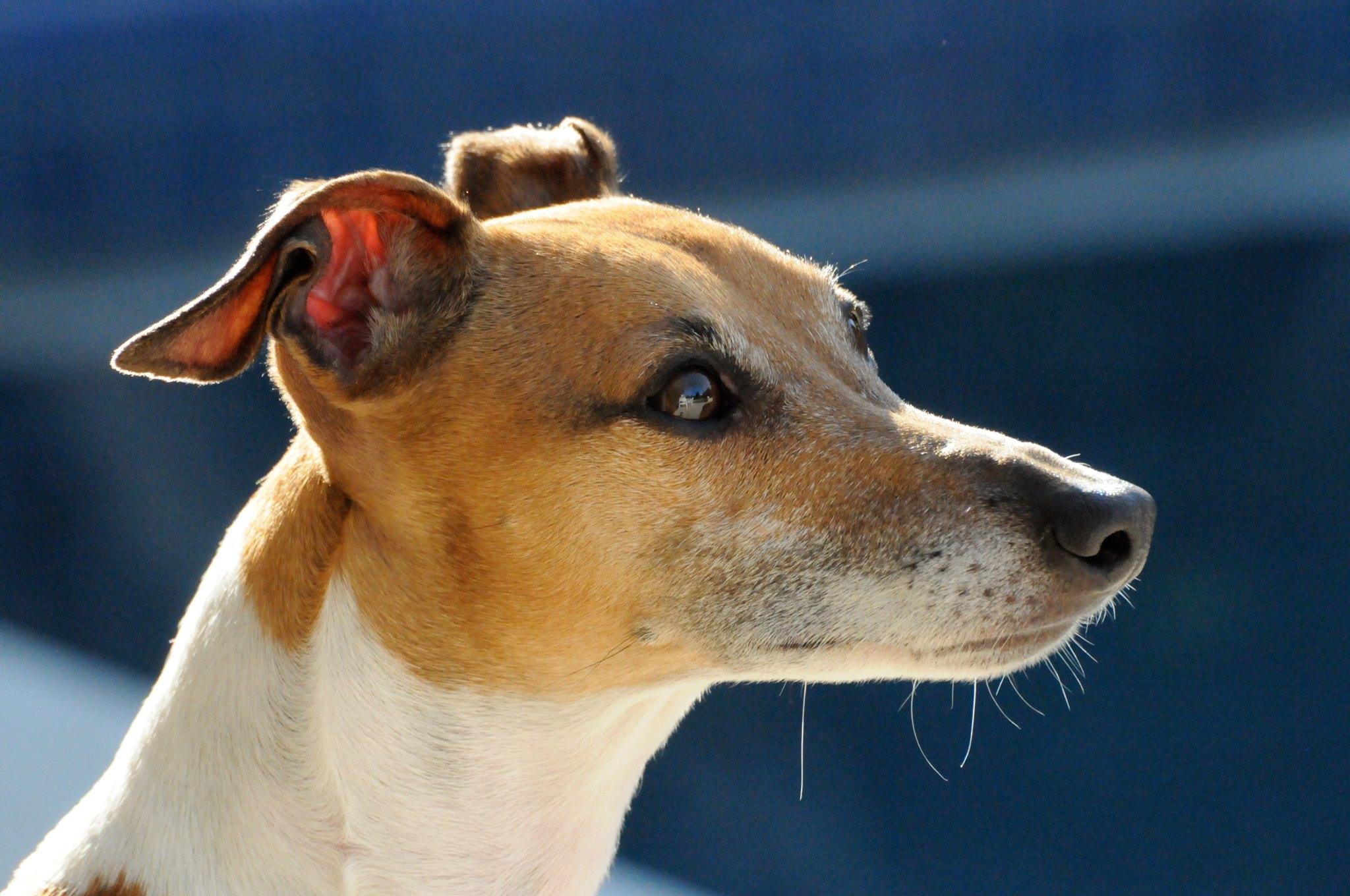 Argos Italian Greyhounds in California Italian Greyhound puppies