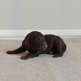 Red Boy - Brown male Bernedoodle puppy in Guthrie, Oklahoma from Edmond Doodles, LLC