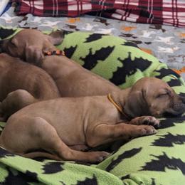 Rhodesian Ridgeback All Grown Up from Oxford Ridgebacks
