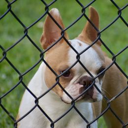 ChaCha - Boston Terrier