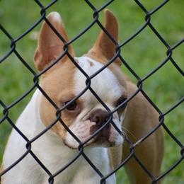 ChaCha - Boston Terrier