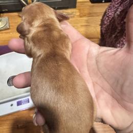 Carter - Red male Dachshund puppy in Cabool, Missouri from Dachshund's of Country Magic Farms in Missouri