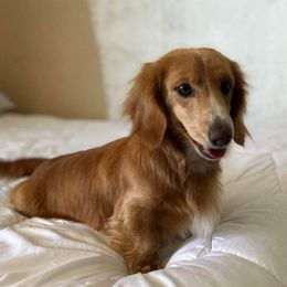 JJ - Dachshund