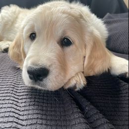 Golden Retriever Puppies from Evergreen Goldens