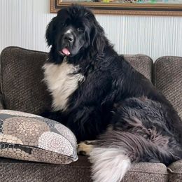 Lola - Newfoundland