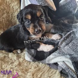 Nijur - Black tri female Miniature American Shepherd puppy in Marshfield, Missouri from Tntowne Miniature American Shepherds