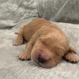 Gaston-Black Collar - Dark golden male Golden Retriever puppy in Monterey, Tennessee from Lawson’s Green Acres Goldens and Mini Dachshunds