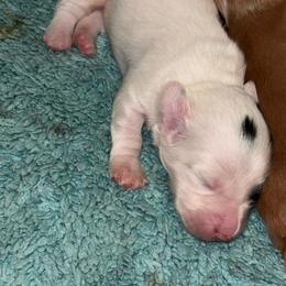 Sonic - Piebald male Dachshund puppy in Chelsea, Oklahoma from Renee's Dachshund's