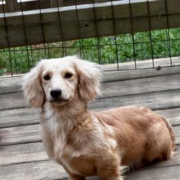 Fuzz - Cream male Dachshund puppy in Indian Trail, North Carolina from Hilda’s Teenie Weenies