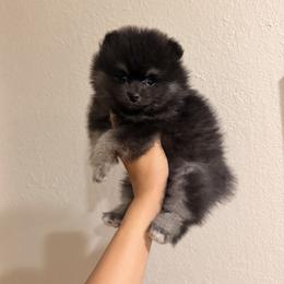Buzz - Black and tan male Pomeranian puppy in Muskogee, Oklahoma from Wonderlust Pomeranians