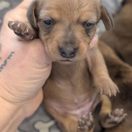 Lilly - Red female Dachshund puppy in Barnard, Missouri from KB Doxies